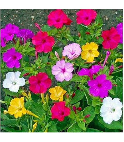 Amazon.com : 80 Mixed Four O'Clock Seeds - Tender Perennial That