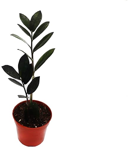 Amazon.com : Live ZZ Plant Black Queen (Zamioculcas zamiifolia) in 4'' Pot   Rare Low-Light Indoor Houseplant with Deep Purple-Black Foliage, Similar  to Raven ZZ  Easy to Grow Home & Office (