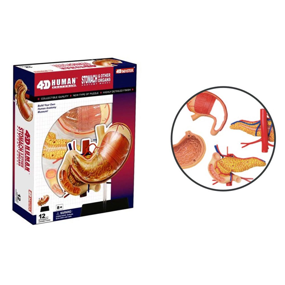 Famemaster 4D-Vision Human Stomach Anatomy Model Multi-colored, 10