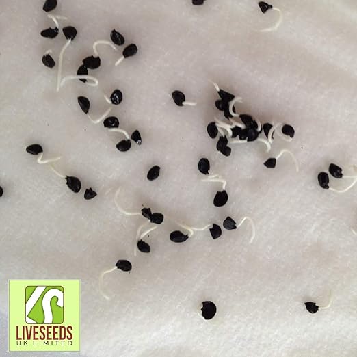 Shop Meeko Liveseeds - Brotes de cebolla Semillas 400gramsplant ...