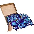 Miami Fresh Orchid Loose Bloom PERISHABLE flowers OrchidClub USA Sunne Tropical DIY lei, food & drink decoration (100 BLUE)