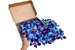 Miami Fresh Orchid Loose Bloom PERISHABLE flowers OrchidClub USA Sunne Tropical DIY lei, food & drink decoration (100 BLUE)