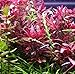 Alternanthera Reineckii VAR. Roseafolia Telanthera Freshwater Red Stem Live Aquarium Plant