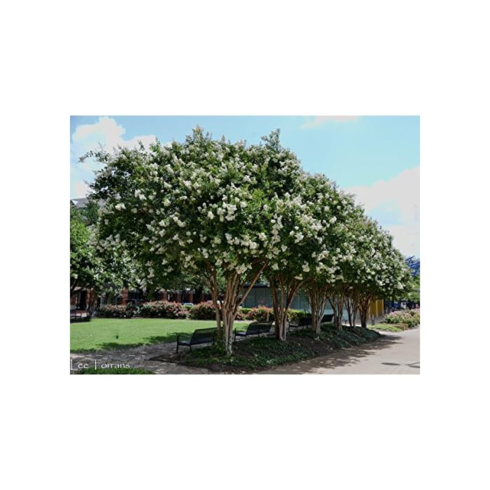 Buy White Flowering Ornamental Crepe Myrtle Trees Quart Containers FIBROUS Root System