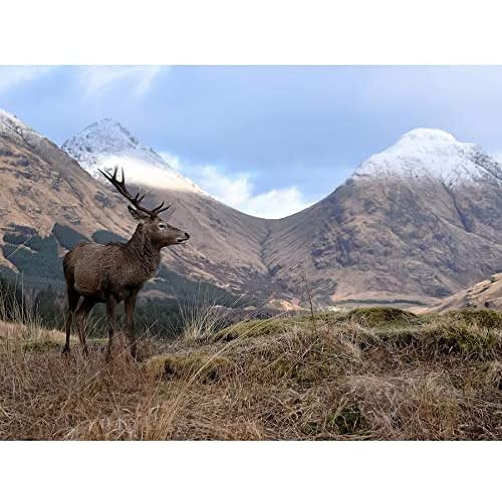 Artery8 Andrewmckie Red Deer Stag Glen Etive Scotland Photo Art Print Canvas Premium Wall Decor Poster Mural