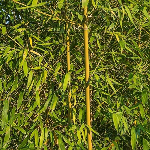 Bamboo Plants Outdoor Garden Ready Golden Chinese Timber Bamboo Phyllostachys vivax f