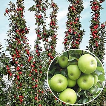 Amazon 国華園 果樹苗 リンゴ 紅白バレリーナツリーセット 2種2株 21年春商品 果物