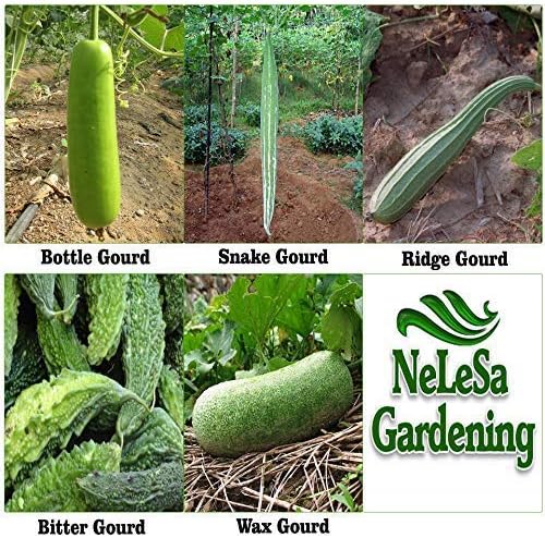 Nelesa Gardening 5 Varieties Gourd Vegetable Seeds (125 Seeds) with Growing Instructions