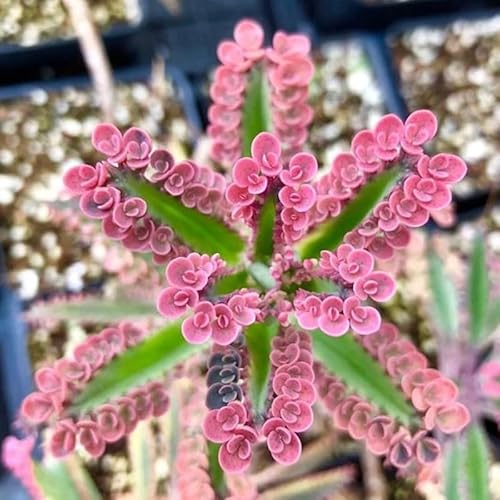 Kalanchoe Pink Butterfly Plant Live, Pink Kalanchoe Plant Live for  Planting, in 2 Inches Pot, Variegated Succulent Live Houseplant, Pink  Kalanchoe Succulent Mother of Thousands in Saudi Arabia | Whizz Cacti &  Succulents