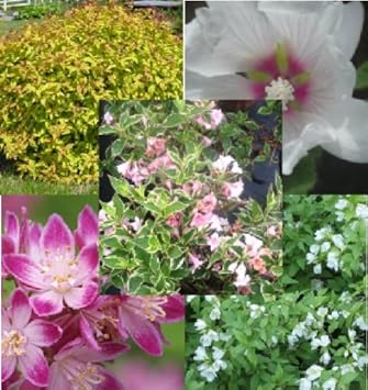 Printemps Fleurs Arbustes De Collection 5 Roserougeblanc