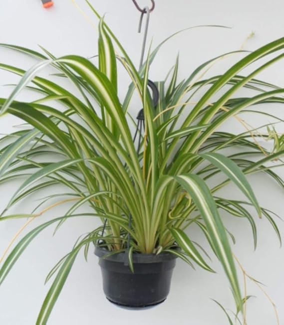 Spider Plant. Chlorophytum comosum Vittatum in a 14cm