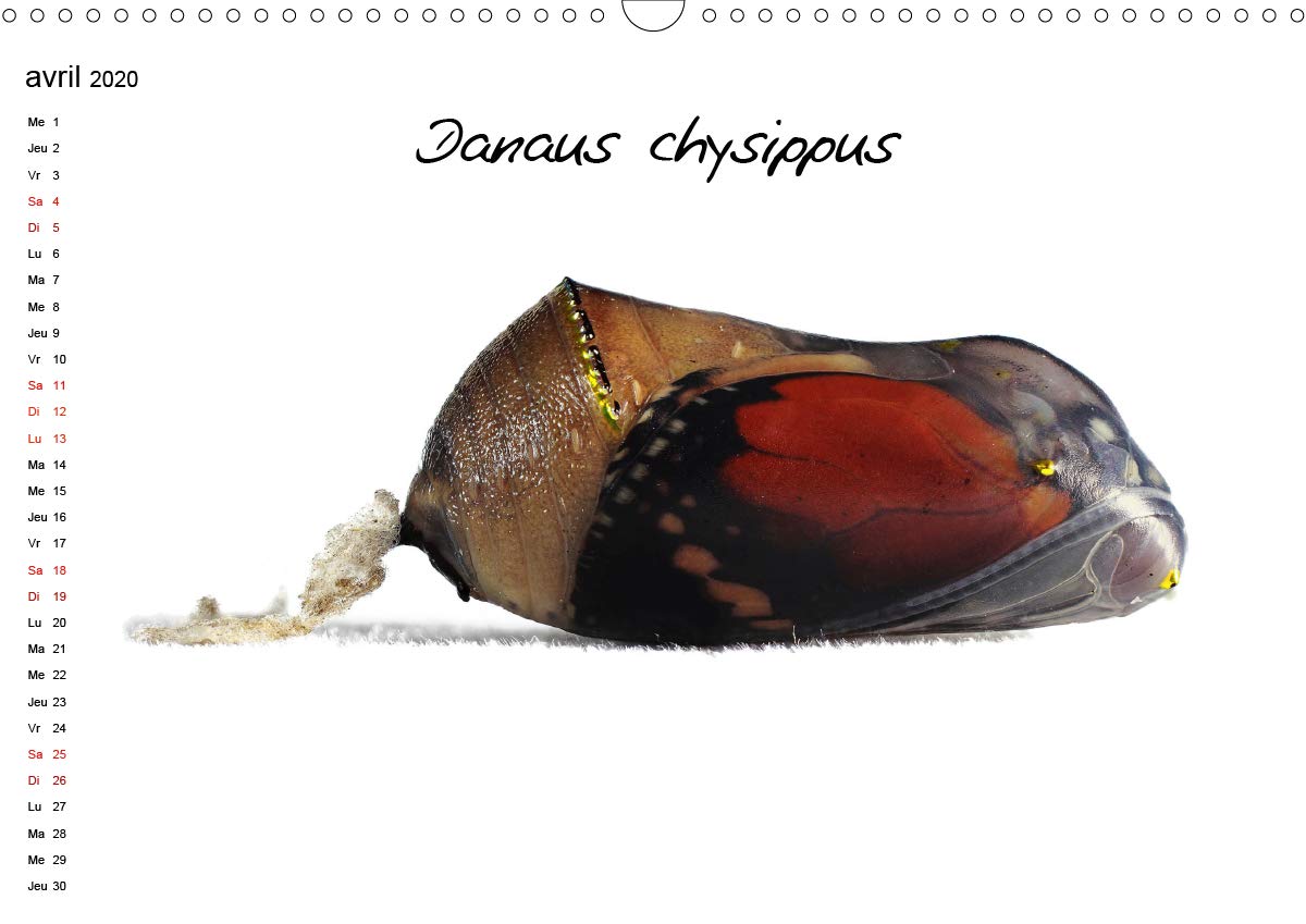 Metamorphose Les Chrysalides De Papillon Calendrier Mural Din A3 Horizontal Macrophotographie De Chrysalides Calendrier Anniversaire 14 Pages Calvendo Nature French Edition Frederic Bourrigaud Amazon Com Books Metamorphose Les Chrysalides De Papillon Calendrier Mural Din A3 Horizontal Macrophotographie De Chrysalides Calendrier Anniversaire 14 Pages Calvendo Nature French Edition Frederic Bourrigaud Amazon Com Books