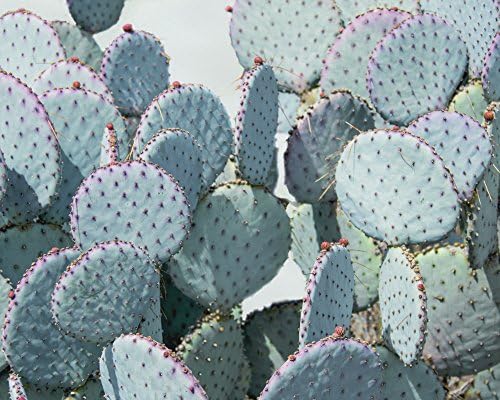 Retro Cactus Wall Art 8x8 to 30x45 inch Blue Green Horizontal Print