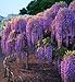 Purple Chinese Wisteria sinensis 5 seeds ez grow bonsai Fragrant