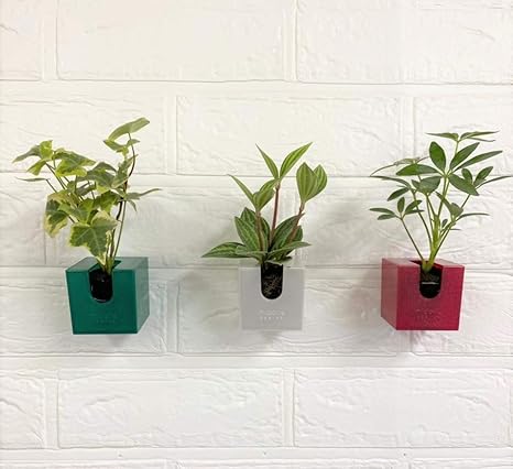 Amazon ミドリエデザイン 土を使わない かわいい 観葉植物 コミドリ セットモデル 3個セットb 観葉植物 オンライン通販