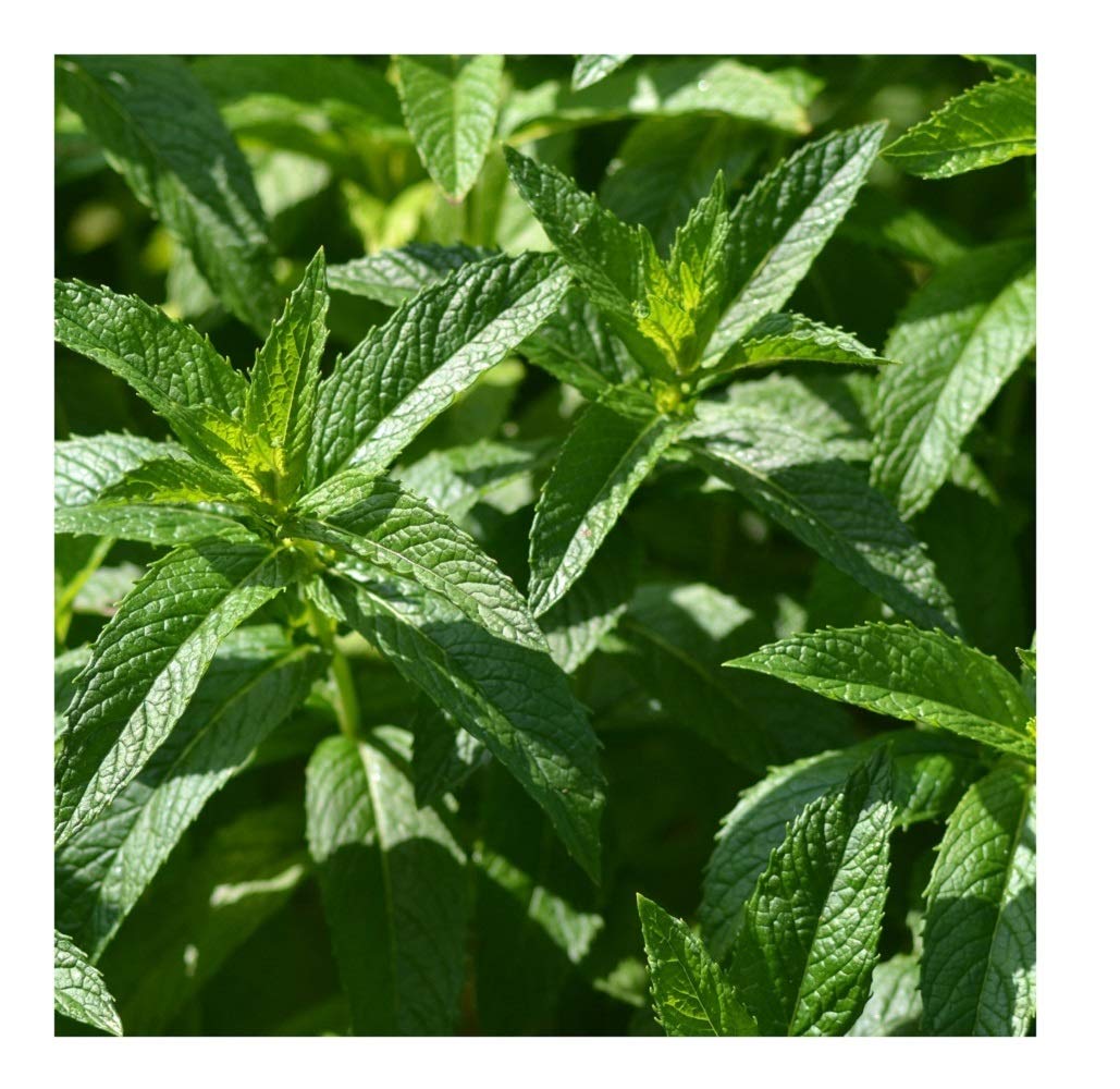 PREMIER SEEDS DIRECT - HERB - Spearmint - Mentha SPICATA - 4000 Seeds