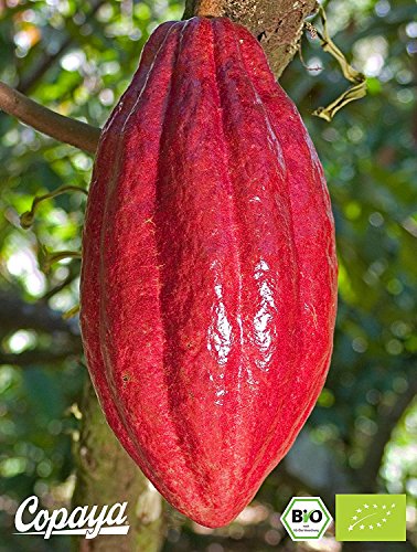 Copaya Kakaopulver BIO 5Kg, Rohes Kakao Pulver aus biologischem Anbau, UngesüÃt, Unverwechselbares & Intensives Aroma, Aus Hochwertigen Kakaobohnen, 11% Fett, Stark Entölt, 5000g 5x 1000g – Bild 4