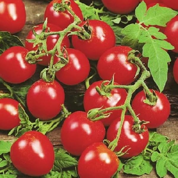 Amazon Com Husky Cherry Red Tomato 20 Seeds Tomato Plants Garden Outdoor