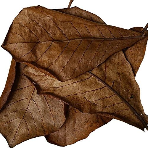 thebestshop2018 1000 x Indian Almond Leaves Medium Catappa 10-16cm A+ Grade For Betta Fish & Shrimps Live Fish& Aquatic Pets
