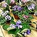 African Violet Plants - Assorted Colors IN BLOOM - 4" Pots By Jordan's Jungle