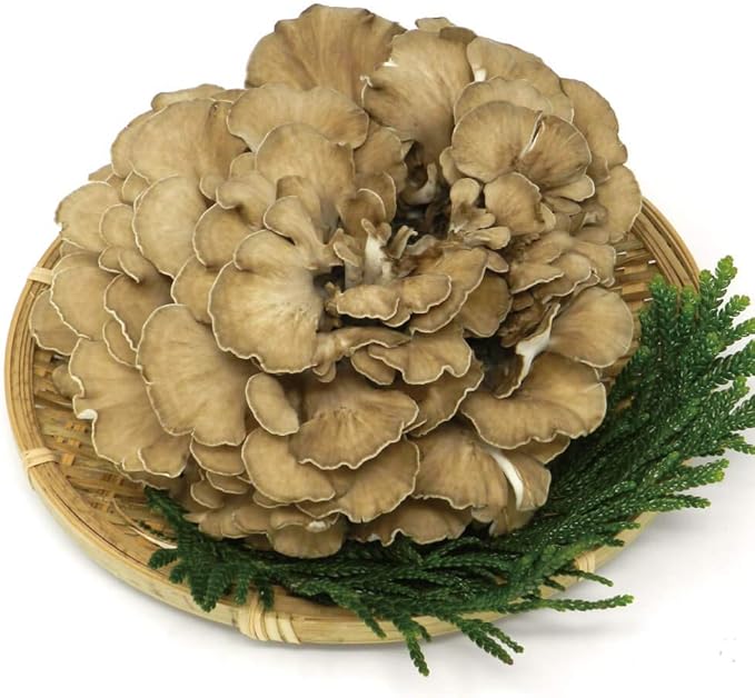 Amazon しぶたの毎日きのこ 大株 えぞまいたけ 400g 1 国産 北海道 厚沢部 渋田産業 道南地元市場 舞茸 通販