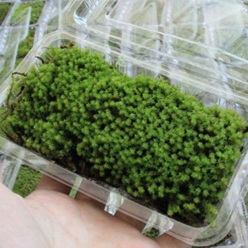 Torque Traders DIY Mini Fairy Garden Artificial Green Grass