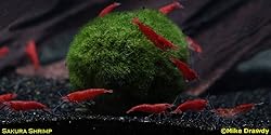 Imperial Tropicals 6 Sakura Grade Cherry Shrimp