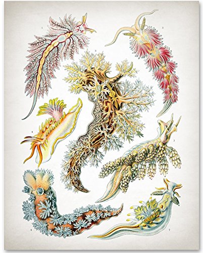 Sea Creatures - Ernst Haeckel - 11x14 Unframed Art Print - Great Gift for Beach House decore or Nature Lovers