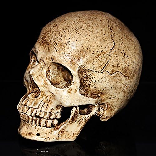 Human Skull Replica Resin Model, Medical Realistic lifesize 1:1 Emulate Skull for Decorative Collectibles