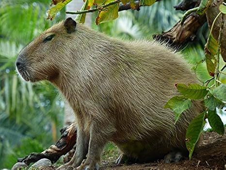 Amazon Com Home Comforts Hydrochoerus Hydrochaeris Mammal Animal Images, Photos, Reviews