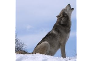 Wolf Howl Sounds