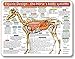 Green Hills Equine Design-The Horse's Body Systems - A Double-Sided, Laminated, Horse Anatomy Chart: A Learning and Teaching Chart