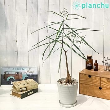 Amazon Co Jp 観葉植物 ボトルツリー ブラキキトン ルペストリス 5号鉢 受け皿付き 育て方説明書付き Brachychiton Rupestris コーデックス オージープランツ Kitchen Housewares