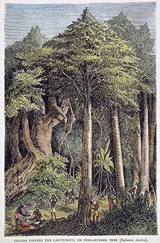 ゴム南米 南米 ネイティブインディアン コウチュークまたはインドからゴムを集める ゴム木 ヘベア