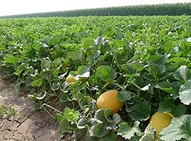 COOES Soporte de Melón de plástico (24 Piezas) para Plantas y ...