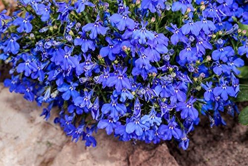 Lobelia de ribete azul; lobelia del jardín, lobelia que se ...