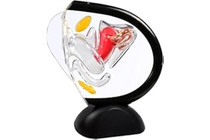 HamRoRung Transparent Uterus Model, Human Vagina Anatomical Model Female Reproductive Organ Model, Uterus Gifts Medical Teaching Models Gynecology Doctor Patient Communication Simulation