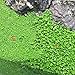Aquarium Plants Seeds Aquatic Double Leaf Carpet Water Grass, for Fish Tank Rock Lawn Garden Decor(Large Double Leaf)