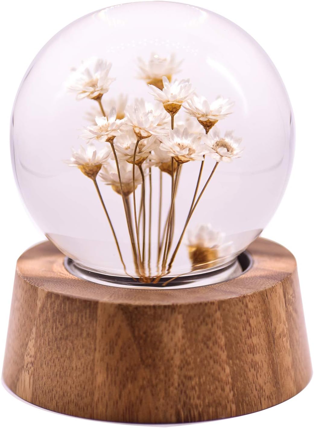 Real Specimens Glass Crystal ball with Wood Base, Everlasting Flower Desktop Ornaments Gift for Christmas/Birthday/Valentine's Day (White Daisy)