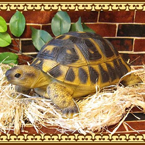 美品 リアルな亀の置物 カメ ｂタイプ かめのオブジェ ガーデニング