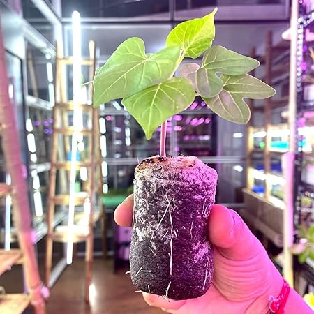 City Greens Coco Coir Coins - 4 cm, Pack of 100 - Jiffy Plugs for Seed Germination