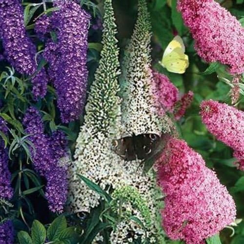 Butterfly Bush- Mixed Colors- 50 Seeds