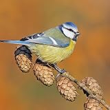 Copdock Mill Wild Bird Seed Supreme Mix 12.75kg All Year Bird Food view 6