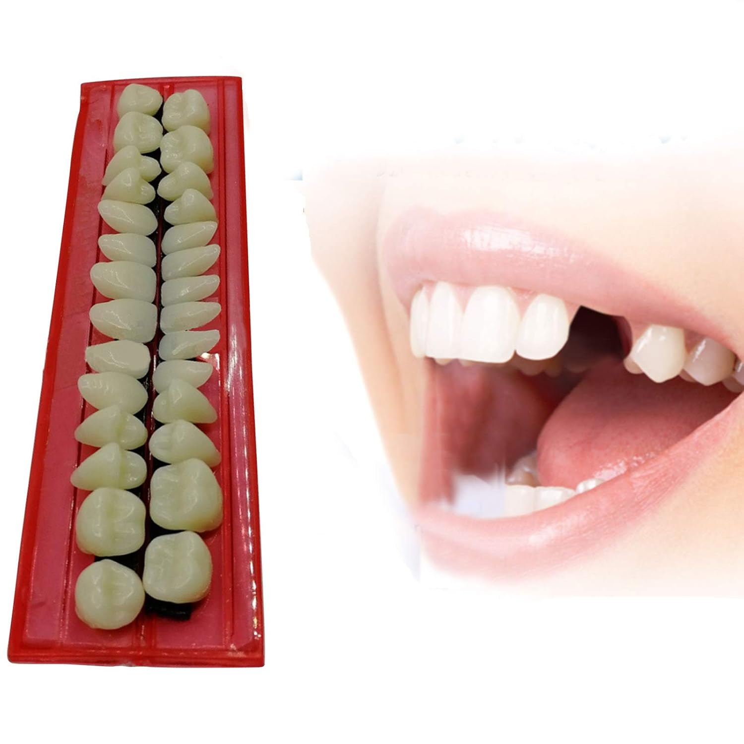 Fabura 28pcs Multifunctional Acrylic Resin Teeth Model