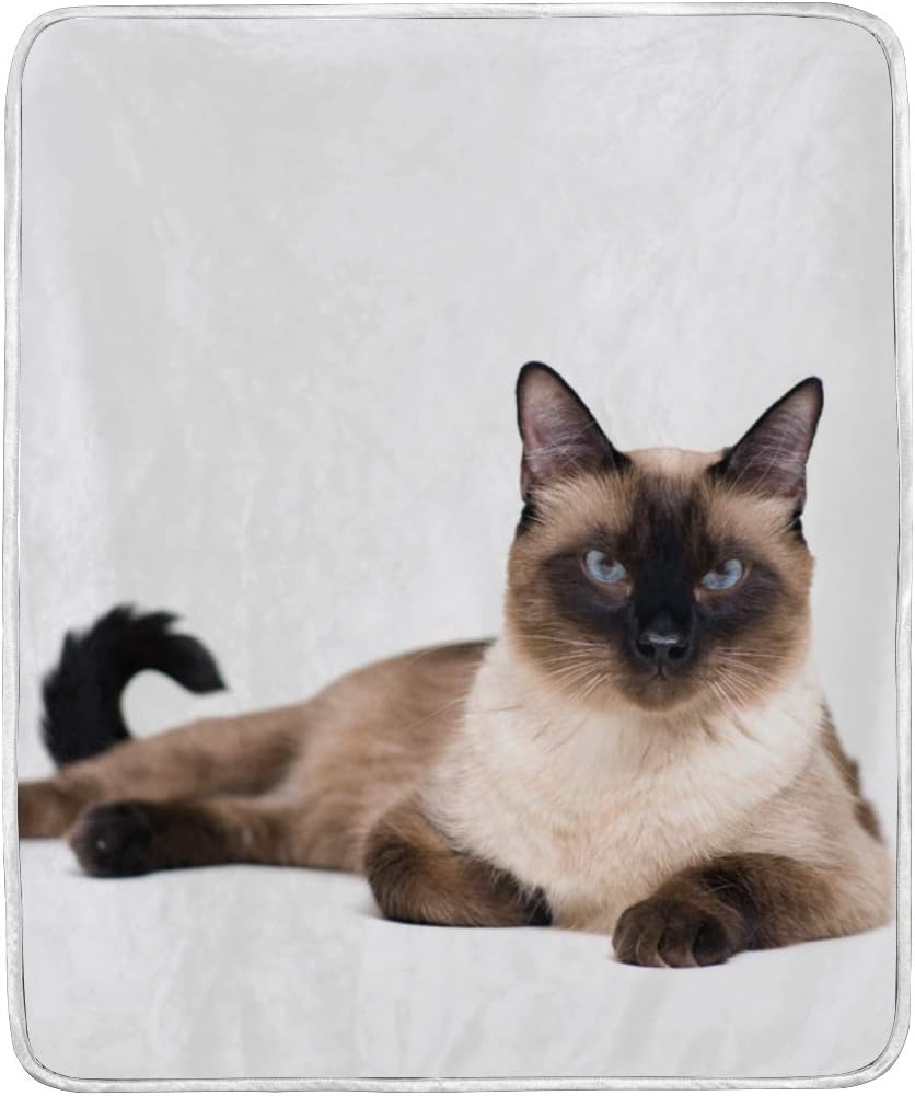 purebred siamese