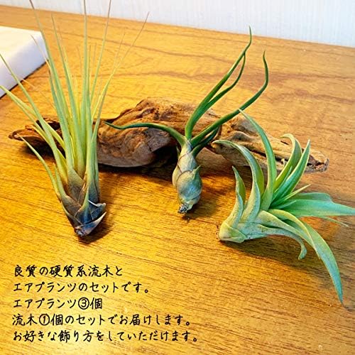 Amazon エア プランツ 硬質系流木 1セット エアプランツ チランジア おまかせ Airplants 観葉植物 本物 マングローブ 観葉植物 オンライン通販