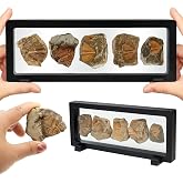 Trilobite Fossil Display Set &ndash; 5PCS Authentic Prehistoric Fossils in Rock, Educational Science Specimens for Kids &amp; Adults, Geological Collection, Unique Gift for Collectors and Classroom Use