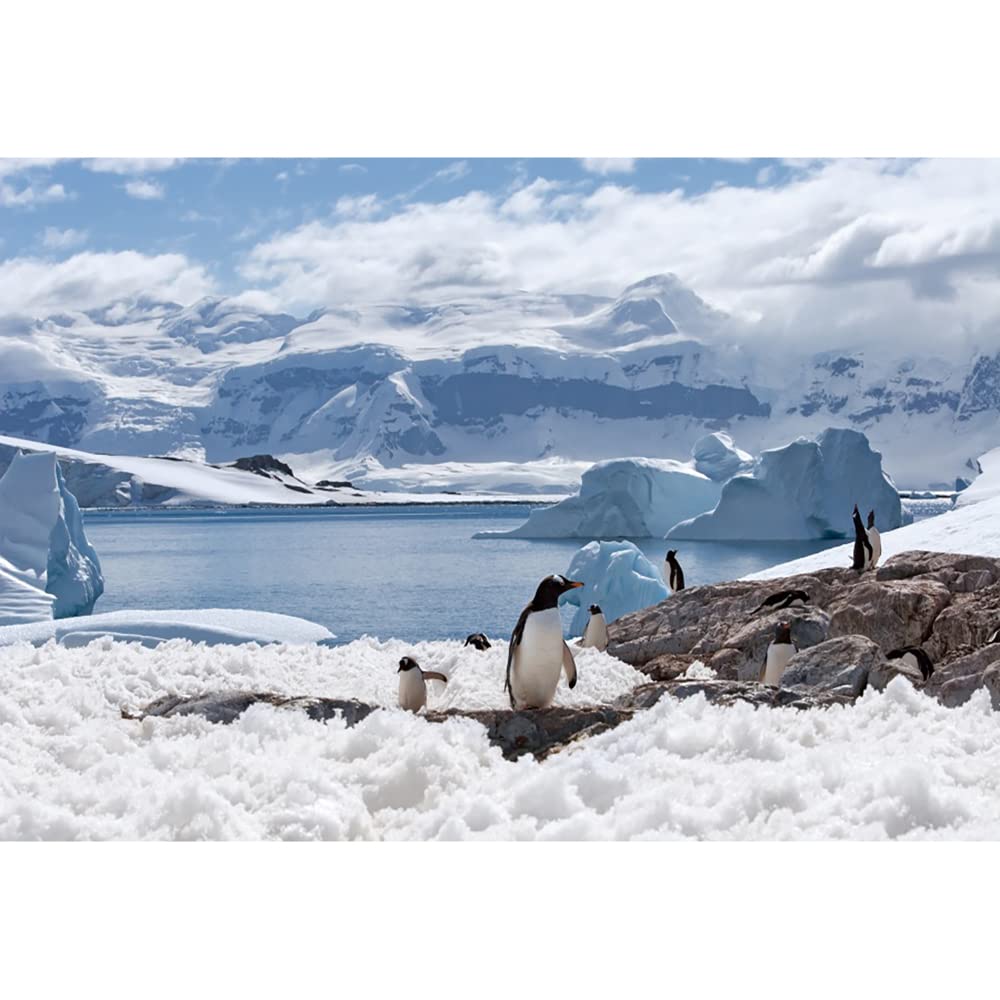 Aoihrraan 2,2x1,5m Penguins Backdrop Antarctica Snowfield South Pole Glacier Ice Ocean Snow Wonrland Photography Background Snow World Theme Party Banner Kids Boys Girls Portrait Photo Studio Props
