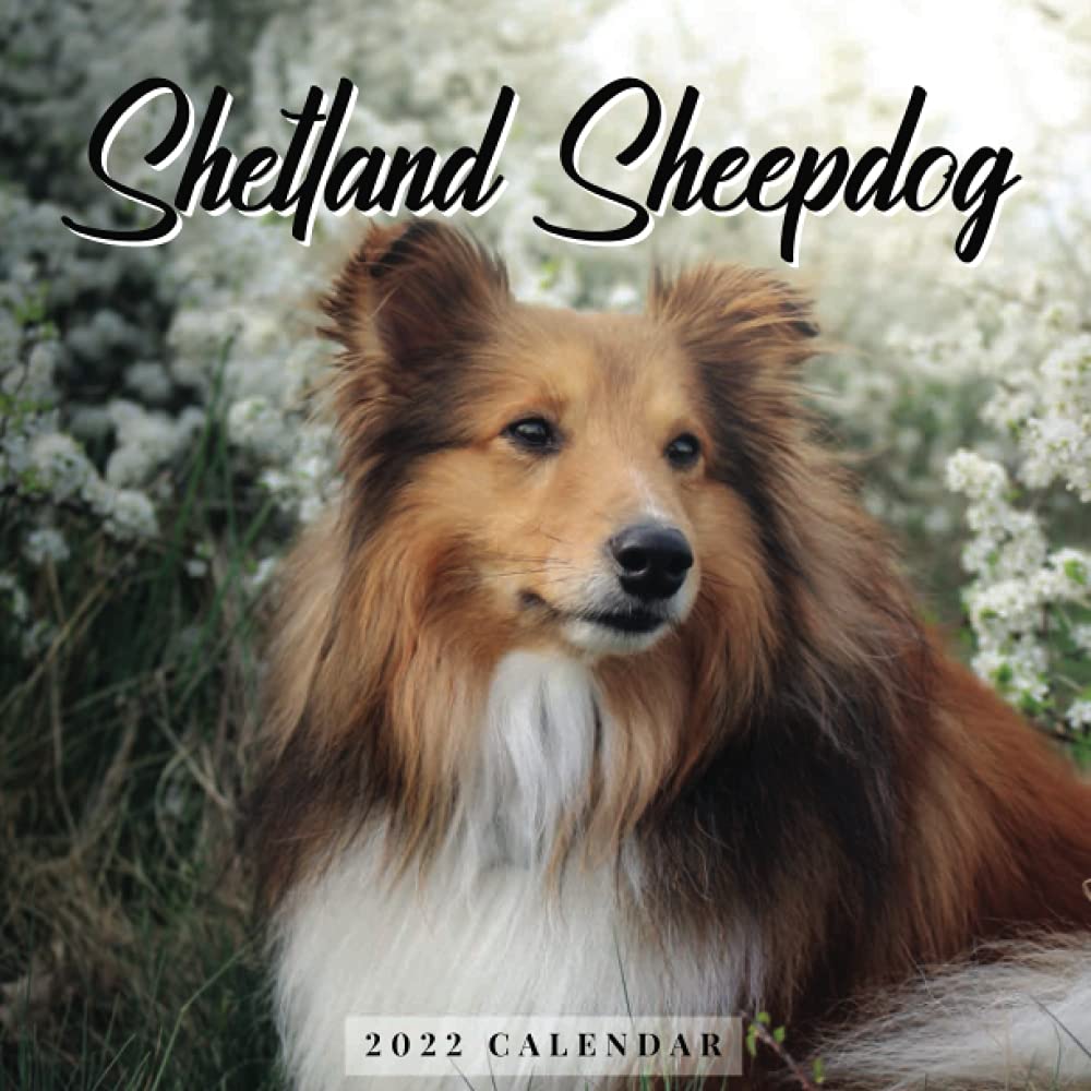 small shetland sheepdog
