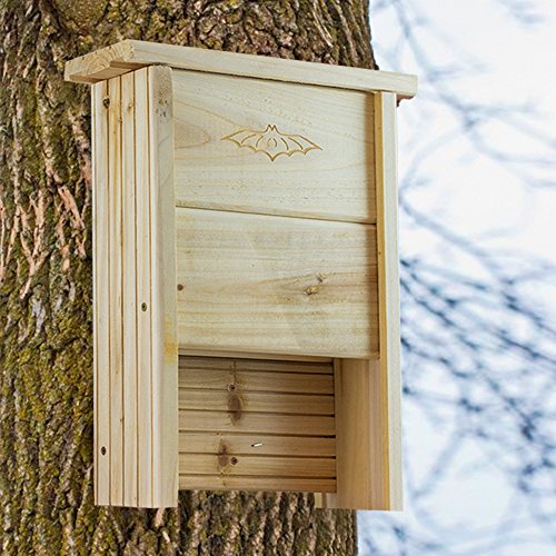 Top 10 Best Bat Houses Attractant Top Reviews No Place Called Home